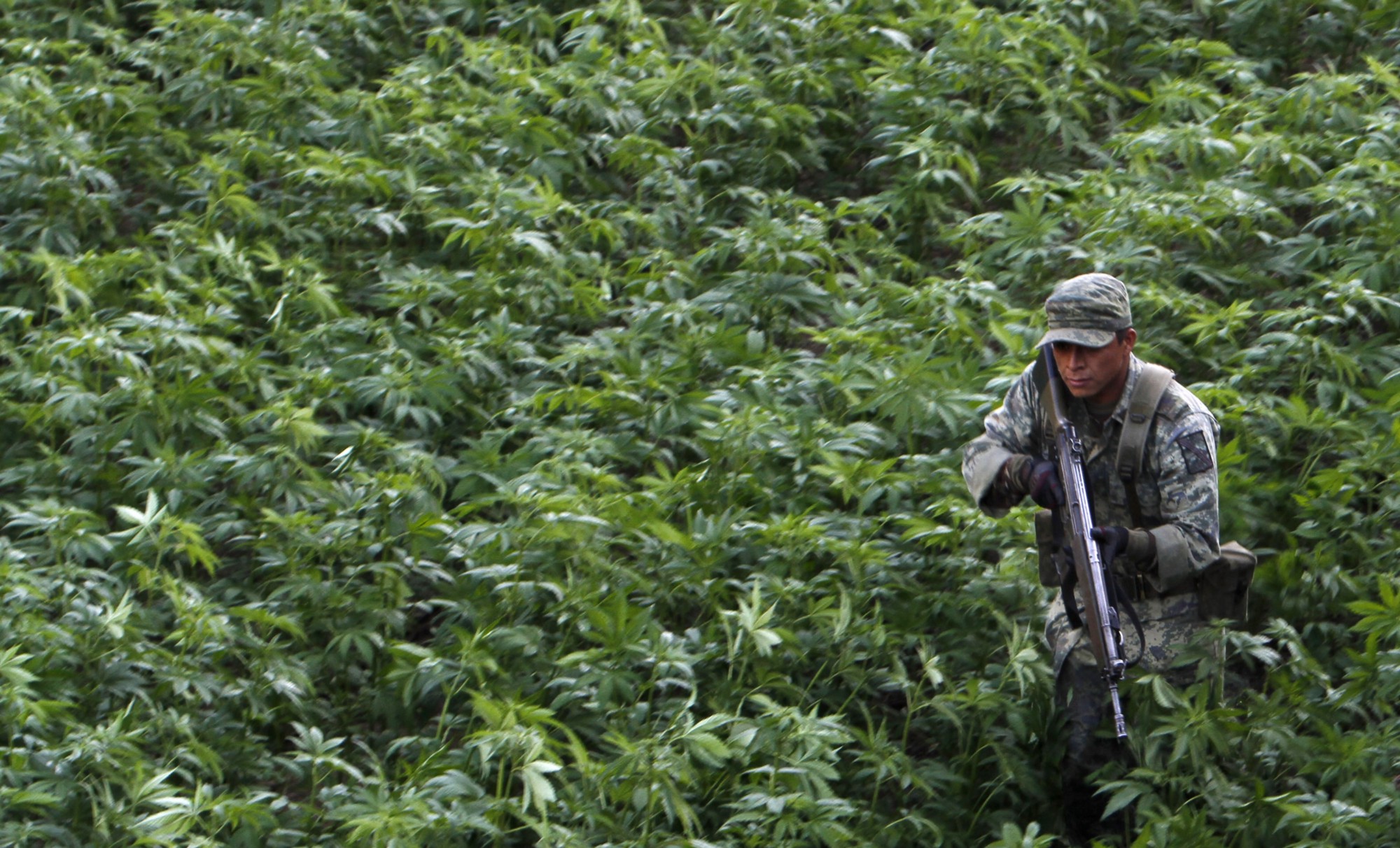 Un soldado del ejército mexicano en un campo de marihuana en Culiacán, Sinaloa.