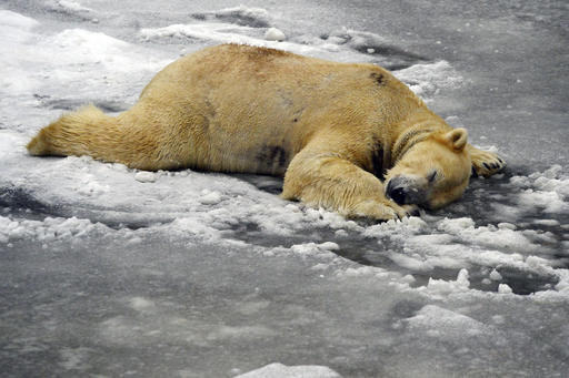 Osos polares son los más afectados por los efectos del calentamiento global