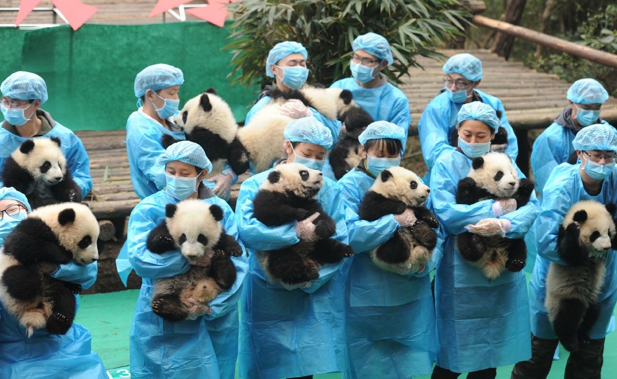 Crías de oso panda celebran el Año Nuevo Lunar en China