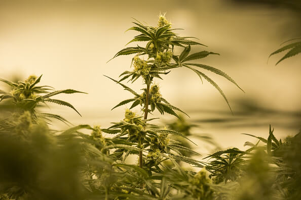 Planta de marihuana Getty Images archivo