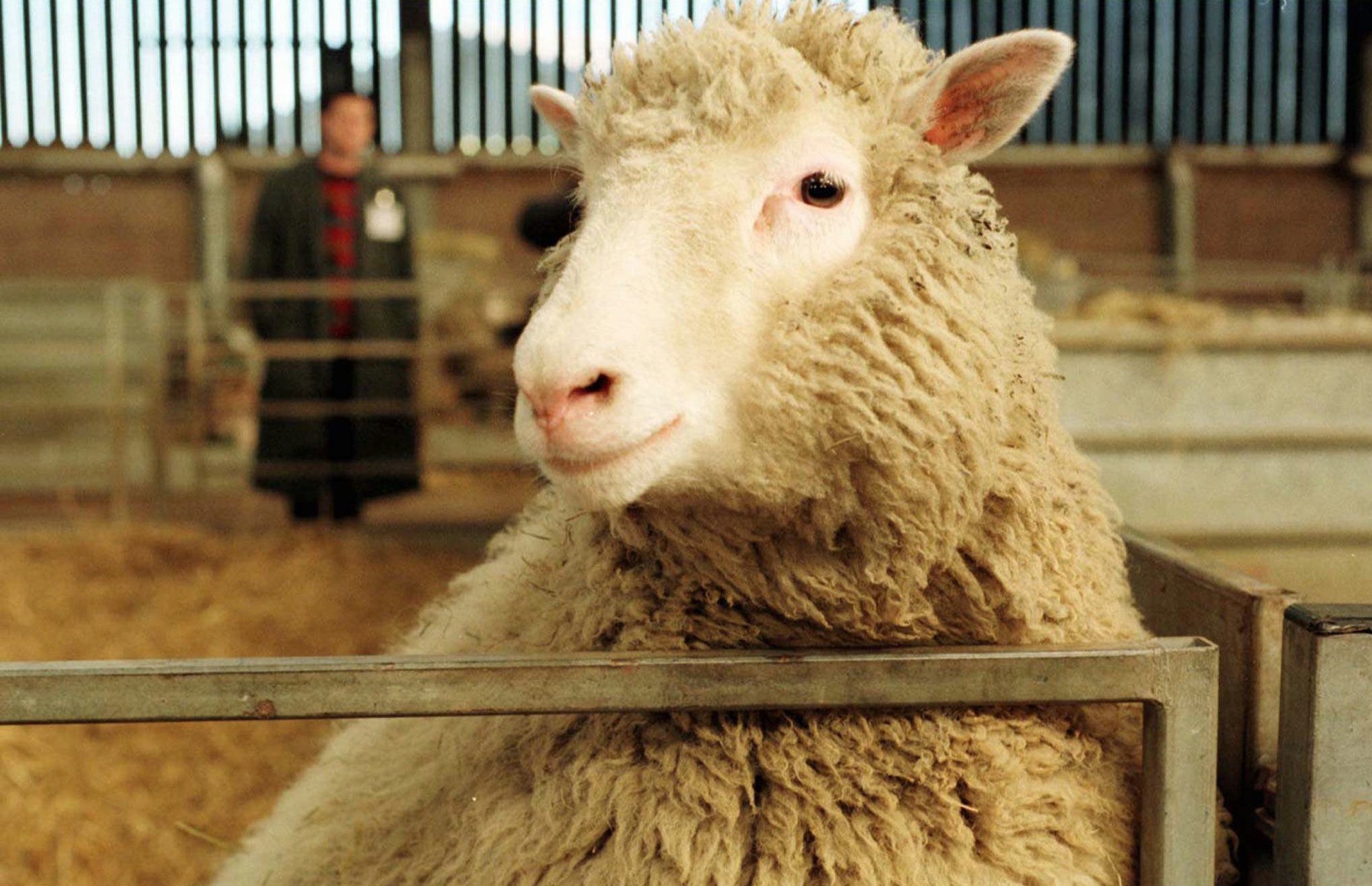 Dolly, la oveja. Fue el primer mamífero clonado.