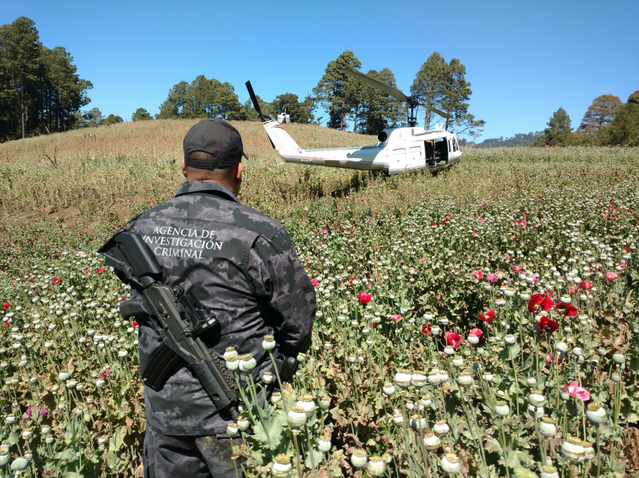 Autoridades federales resguardan un plantío de amapola en Santiago Textitlán, Oaxaca; destruyen más de 300 mil plantas de la especie (PGR)