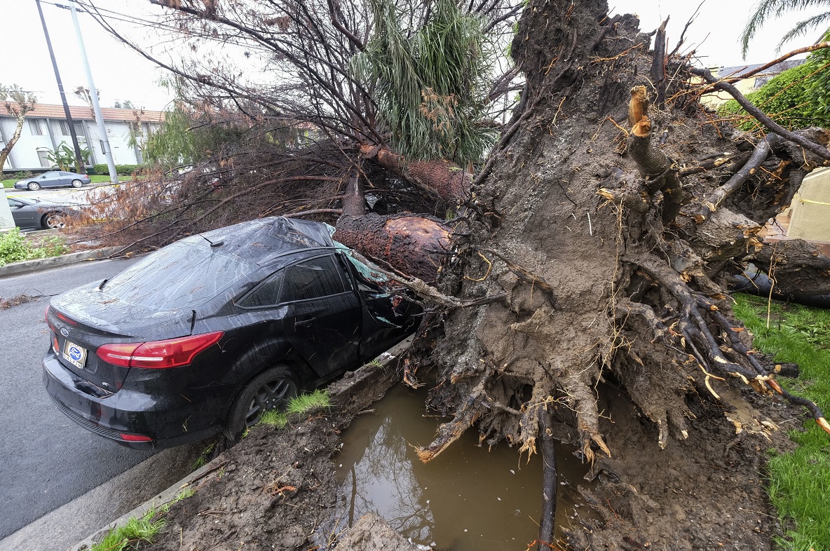Un árbol aplasta a un automóvil fuera de una residencia en Sherman Oaks de Los Ángeles debido a una tormenta que azota el sur de California (AP)