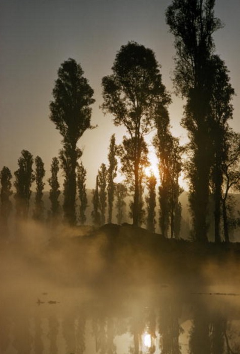 El sol se desliza a través de árboles y quema la niebla en Xochimilco (Getty Images)