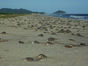 Arriban casi un millón de tortugas golfina a Morro Ayuta en Oaxaca (CONANP)