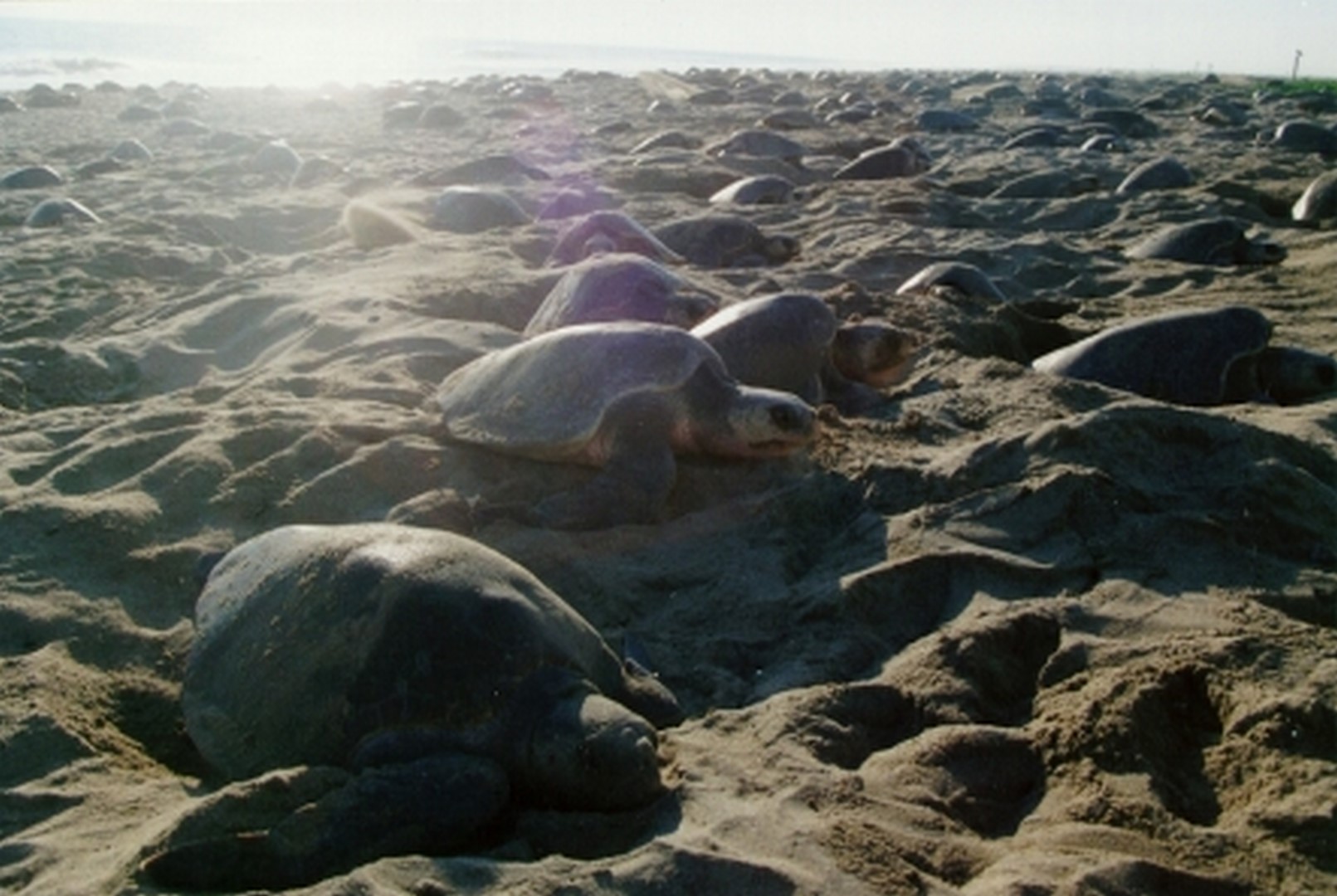 Arriban casi un millón de tortugas golfina a Oaxaca (CONANP)