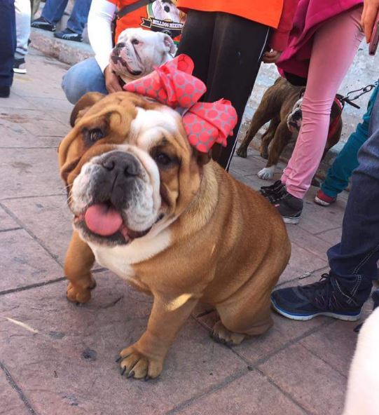 Los perros de entre 30 y 40 kilos y cara achatada caminaron lentamente con sus dueños (Twitter/@tasconitzala)