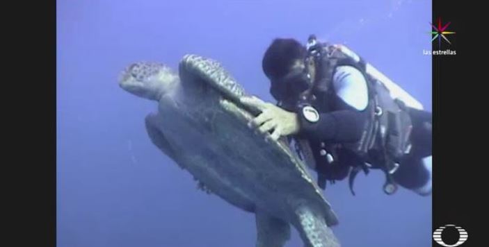 Buzos intentan salvar a una tortuga de la pesca ilegal. (Noticieros Televisa)