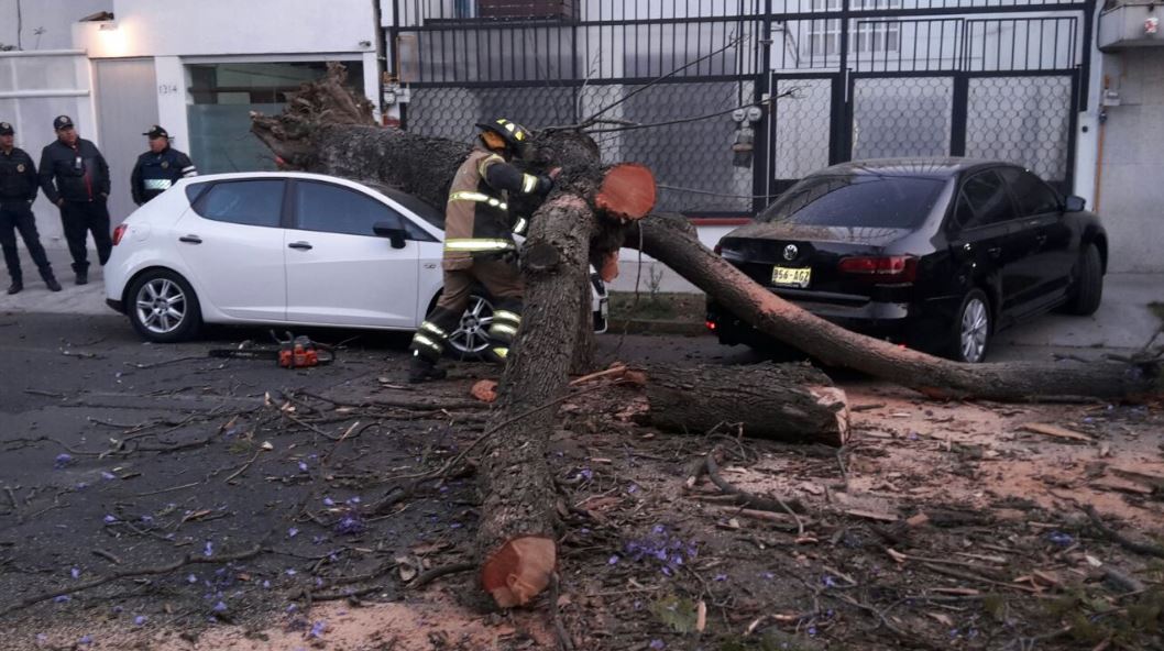 Cae árbol sobre un vehículo en la colonia Del Valle de la CDMX