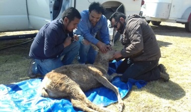 Decomisan tres ejemplares de ciervos rojos en Huichapan, Hidalgo. (Profepa)