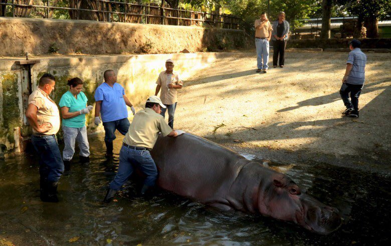 El hipopótamo Gustavito era el más visitado en el Parque Nacional Zoológico de El Salvador.