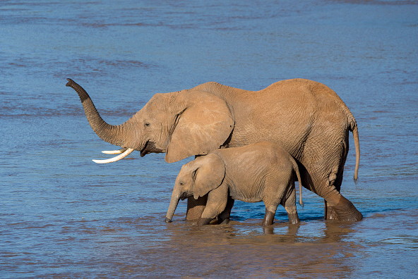 Elefantes africanos cruzan el río de Ewaso Ngiro en la Reserva Nacional de Samburu, en Kenia