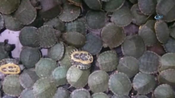 Las maletas 4,000 crías de tortuga estaban en el interior de tres maletas las cuales contenían cajas de cartón con agujeritos, la leyenda en inglés "Animales vivos. Solo para exportación" y una imagen de una tortuga