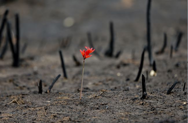 Una flor brota en medio de un paisaje arrasado por incendios forestales en la comunidad chilena de Cauquenes, (AP)
