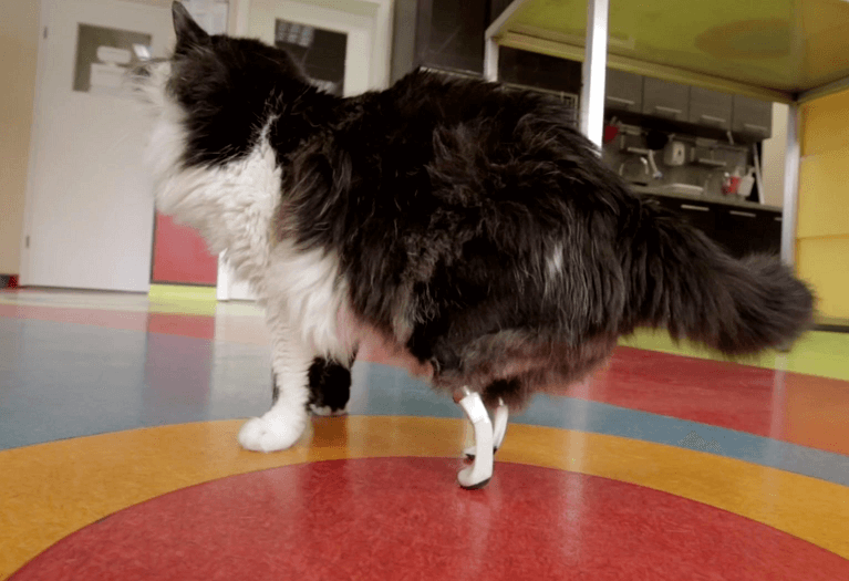 Gato en Bulgaria estrena patas biónicas, luego de haber sufrido un accidente. El animalito ya hasta de mantenerlas limpias. (AP)