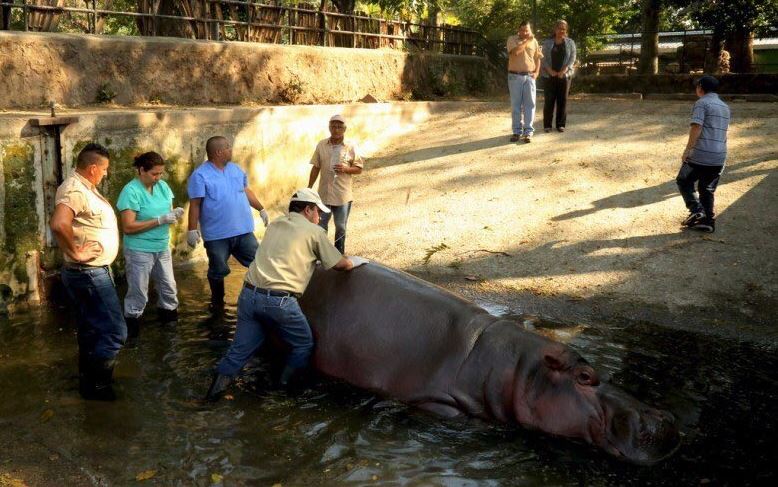 Un grupo de desconocidos agredió en el Zoológico Nacional de El Salvador al hipopótamo "Gustavito", que se encuentra delicado y con pronóstico reservado. (@FCristales)