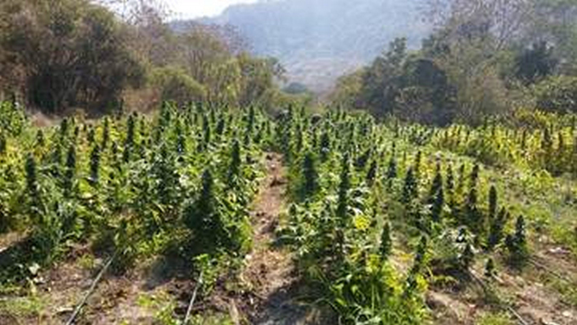 Incineran más de 100 mil plantas de marihuana en Jalisco (Noticieros Televisa)