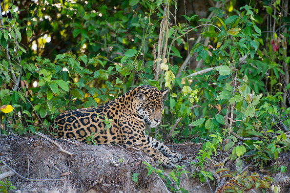 Jaguar en la ribera de un río en Brasil; la especie se encuentra en mayor peligro de extinción a lo estimado