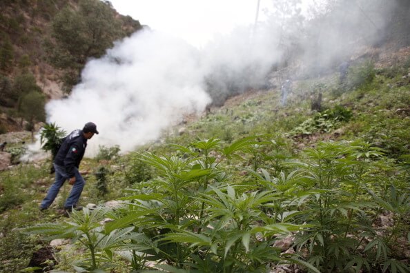 Aspectos de la destrucción de un plantío de marihuana en México