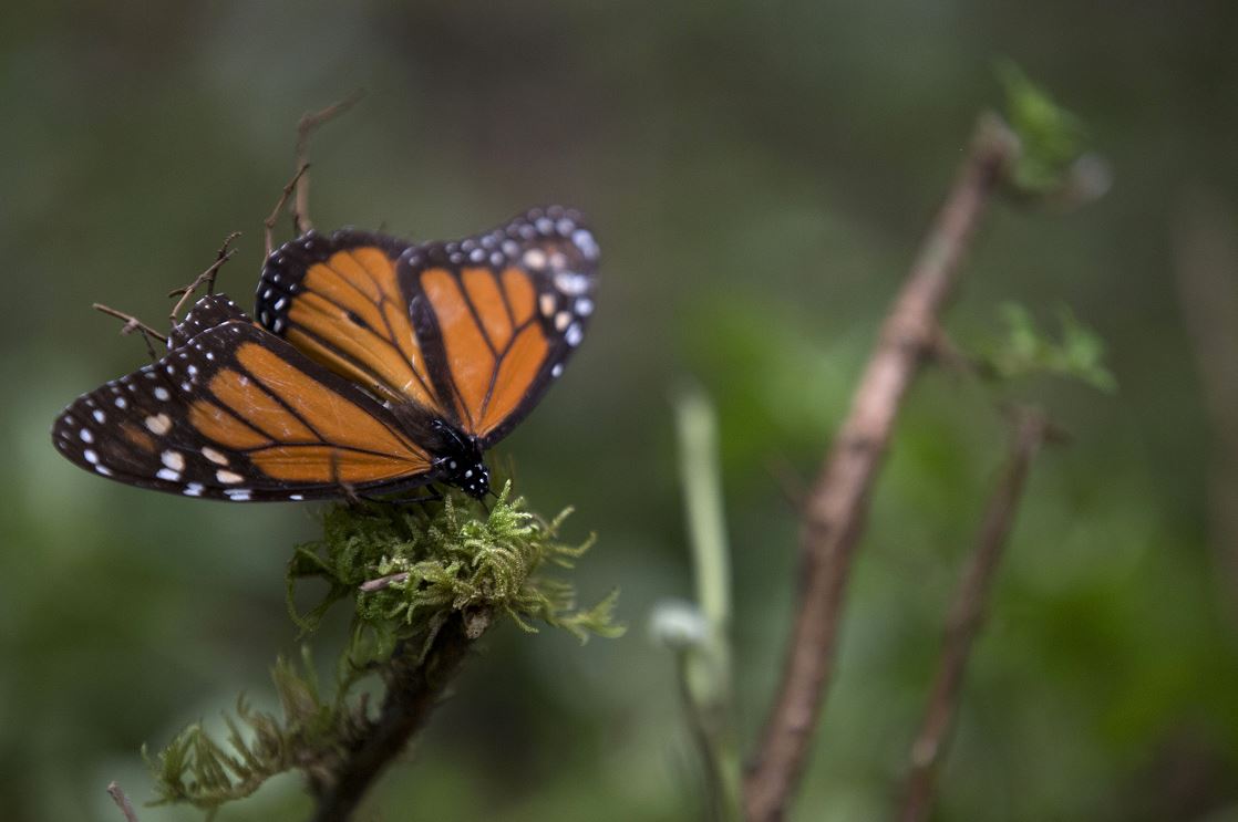 Las mariposas permanecen cinco meses del año en los bosques mexicanos, de noviembre a marzo