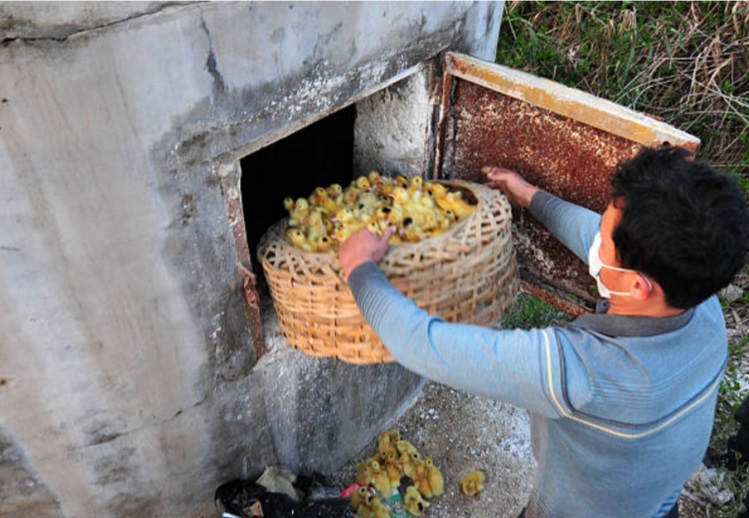 Un trabajador de una granja avícola se dispone a sacrificar patos como medida sanitaria contra la influenza aviar (Getty Images)