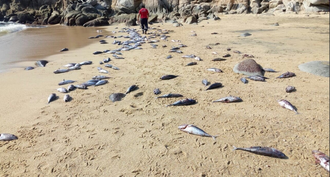 Los peces muertos aparecieron en la playa El Arrocito, en Bahías de Huatulco, Oaxaca.