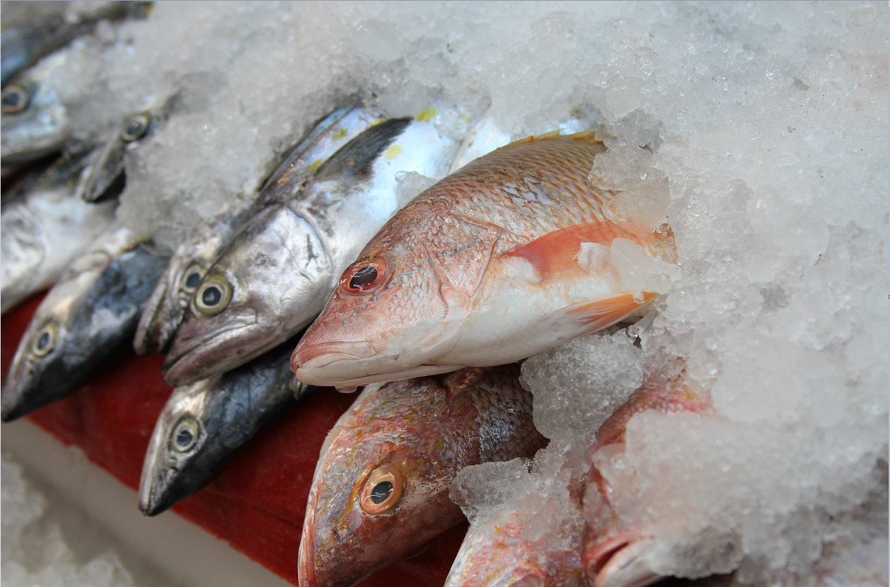 Diferentes especies de pescado que se expenden en México; los comerciantes se dicen listos para la temporada de Cuaresma y Semana Santa 2017 (Sagarpa)