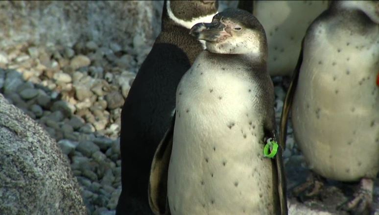 Un joven pingüino robado del zoológico de Mannheim fue hallado muerto, tras ser robado. (https://www.welt.de)