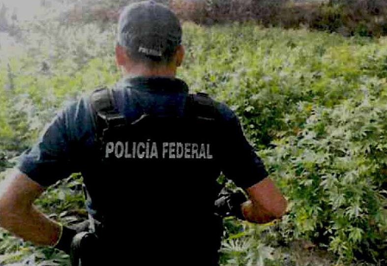 Fuerza Única destruyen más de 100 mil plantas de mariguana en Jalisco