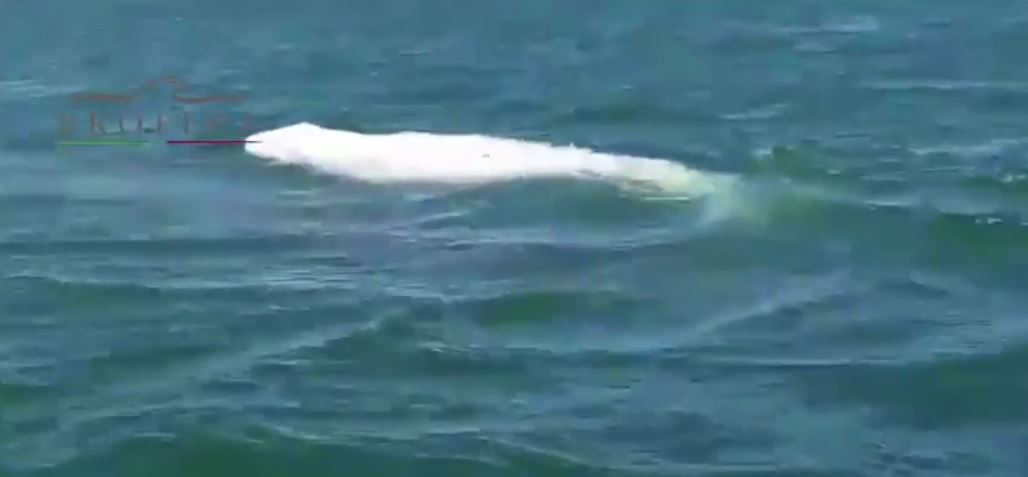 Registran ballenato albino en costas mexicanas. (Profepa)