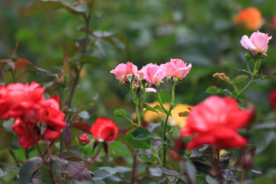 Rosas de Atlixco, Puebla; las más demandadas en febrero. (Facebook Atlixco Travel)