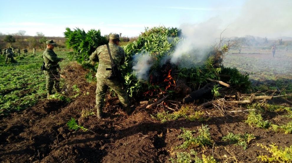 Ejército destruye 10 hectáreas de marihuana y uno de amapola en Sinaloa
