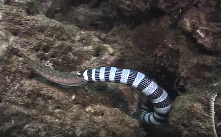 Serpiente marina devora morena