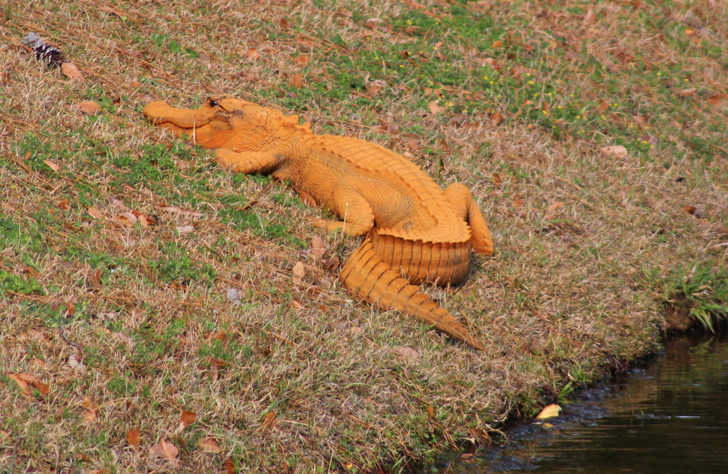 La gente ha visto varias veces al caimán anaranjado que mide alrededor de metro y medio en el estanque en Hanahan. (AP)