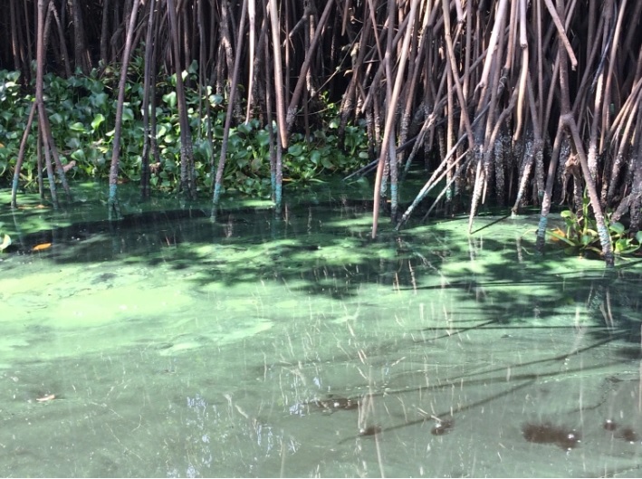 Sustancia verde contamina los ríos Zanapa y Tonalá, ubicados en Veracruz y Tabasco; autoridades investigan el origen de la espuma verdosa