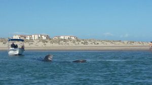 Tiburón ballena es regresado a su hábitat; personal de la Profepa rescata al ejemplar, que se encontraba varado en una bahía de Baja California Sur