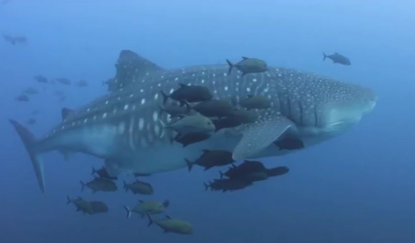 Tiburón que habita en las Islas Revillagigedo de México (Noticieros Televisa)