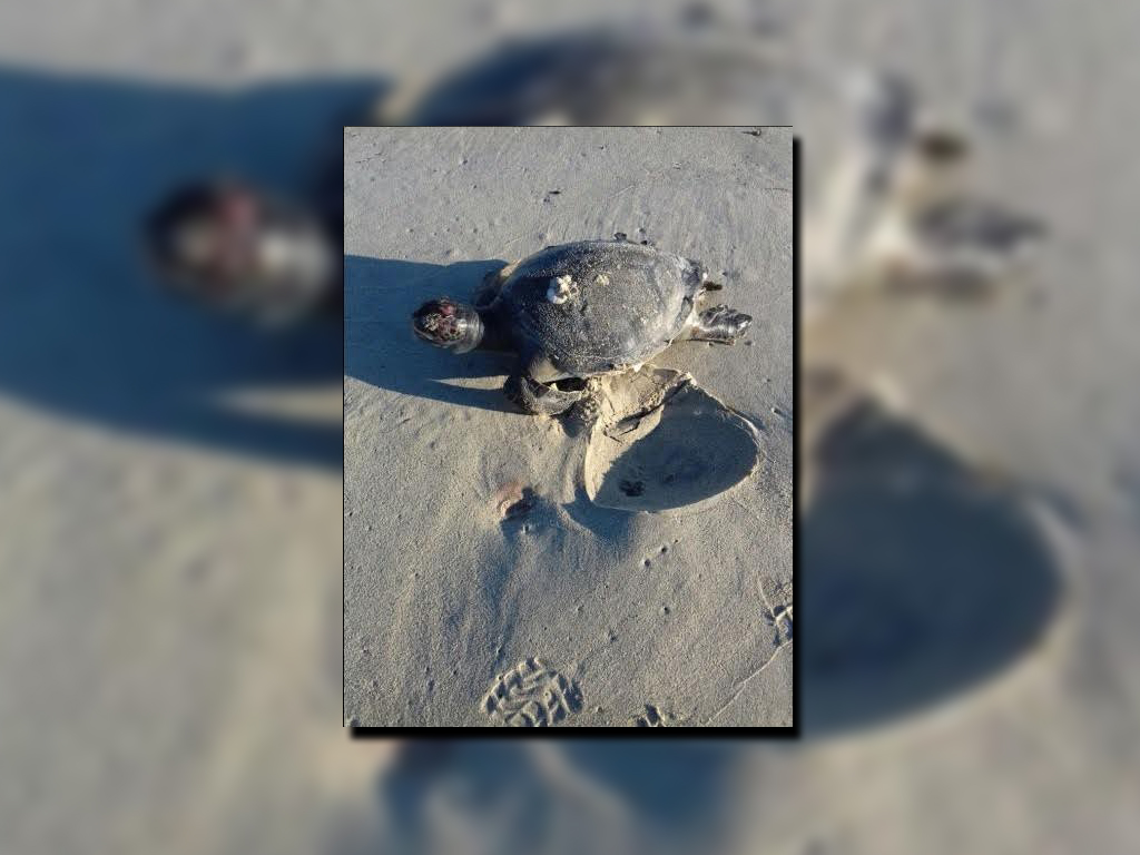 Tortuga hallada muerta en playas de Baja California Sur; el fenómeno de marea roja provoca la muerte a 86 quelonios en esa entidad