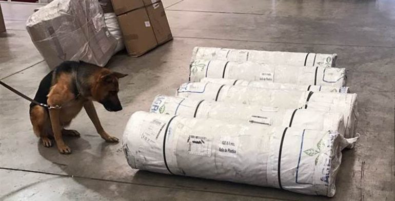 Un perro entrenado en la detección de narcóticos realizó marcaje positivo sobre seis paquetes de forma cilíndrica (Noticieros Televisa)