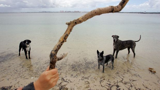 Un hombre arroga una rama a varios perros en playa de Australia.