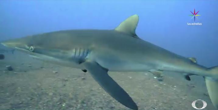 Un tiburón galápagos, en la boca tiene atorado una especie de anzuelo. (Noticieros Televisa)