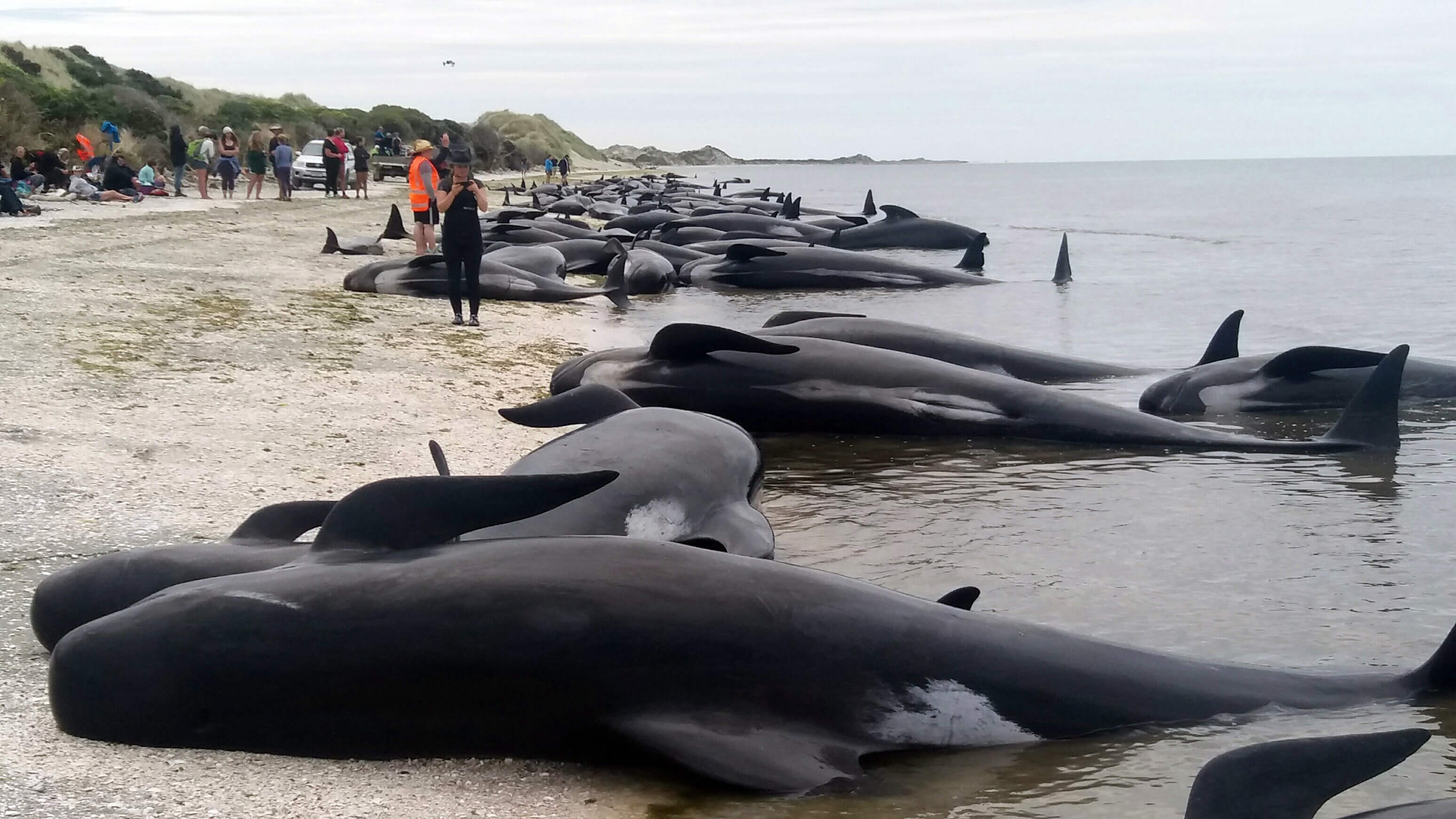 Unos 300 voluntarios trabajaron para salvar a cientos de ballenas varadas en una playa de Nueva Zelanda.