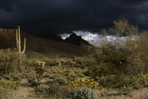 Desierto de Ajo, Arizona, Estados Unidos. (Getty Images, archivo)