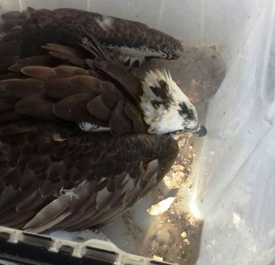 Profepa atendió el reporte de un ejemplar de águila pescador, la cual se encontraba tirada a un costado de la carretera La Isla - Cunduacán (Twitter/@PROFEPA_Mx)