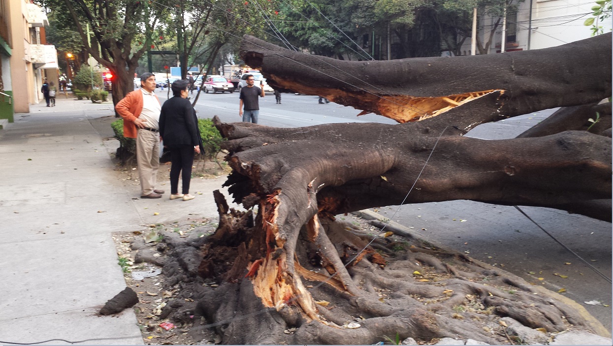 Árbol cae y daña cables eléctricos en la colonia Roma Sur; autoridades capitalinas piden reportar los árboles afectados por los vientos (NTX, archivo)
