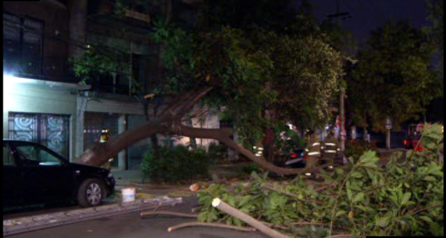 Árbol cae sobre la calle Cuernavaca de la colonia Condesa; no se reportan lesionados (Noticieros Televisa)