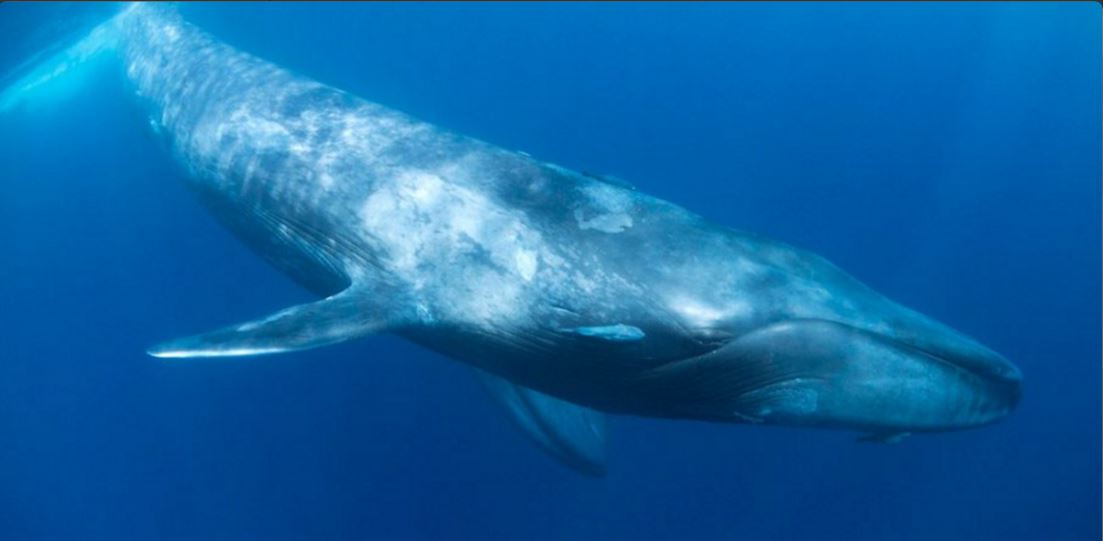 El número de ballena azul que cada año llega a Bahía de Loreto, BCS, se duplicó en esta temporada al registrar 20 ejemplares. (Twitter@Notimex)