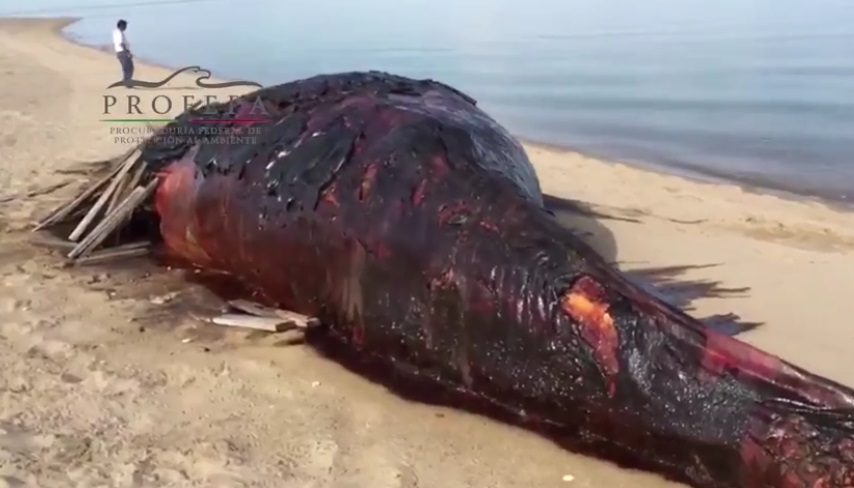 El cuerpo sin vida de una ballena jorobada adulta permanece en "Punta Estrella” en Baja California (Foto: Profepa)