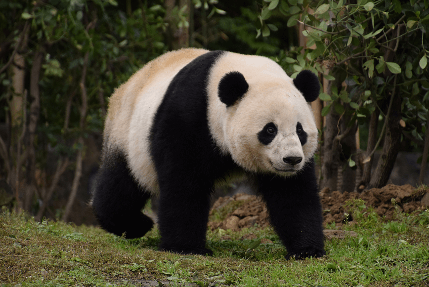 Bao Bao se pasea en la base de Dujiangyang del popular Centro de Conservación e Investigación del Panda Gigante de China en Sichuan. (Reuters, archivo)