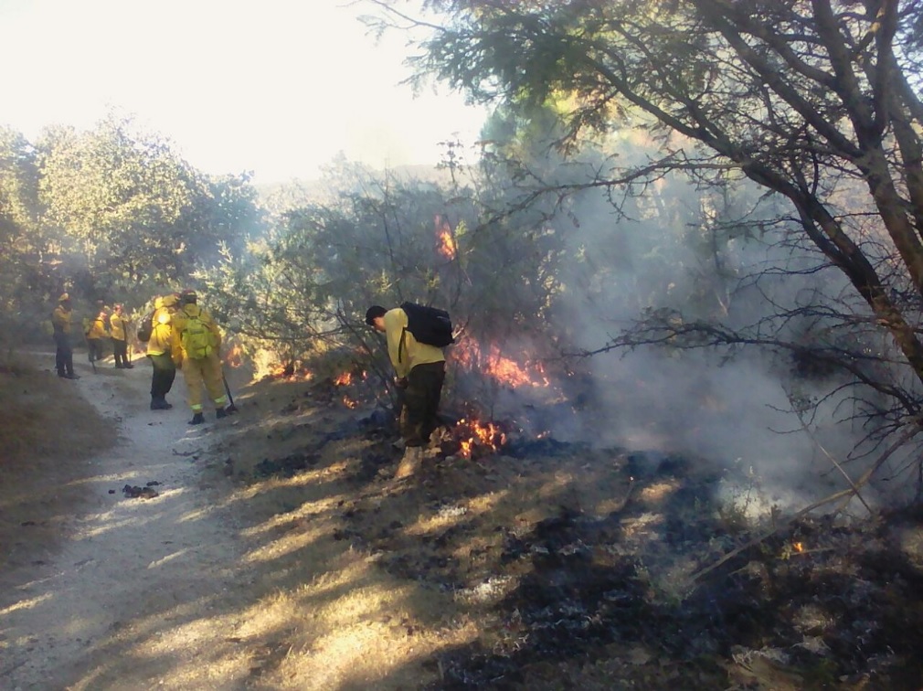 Realizan quemas controladas en el Bosque La Primavera para evitar grandes incendios; el pulmón de Guadalajara no ha sido afectado por estos incidentes (Twitter @BosquePrimavera) 